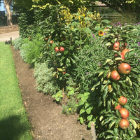 Apple  Bolero Ballerina