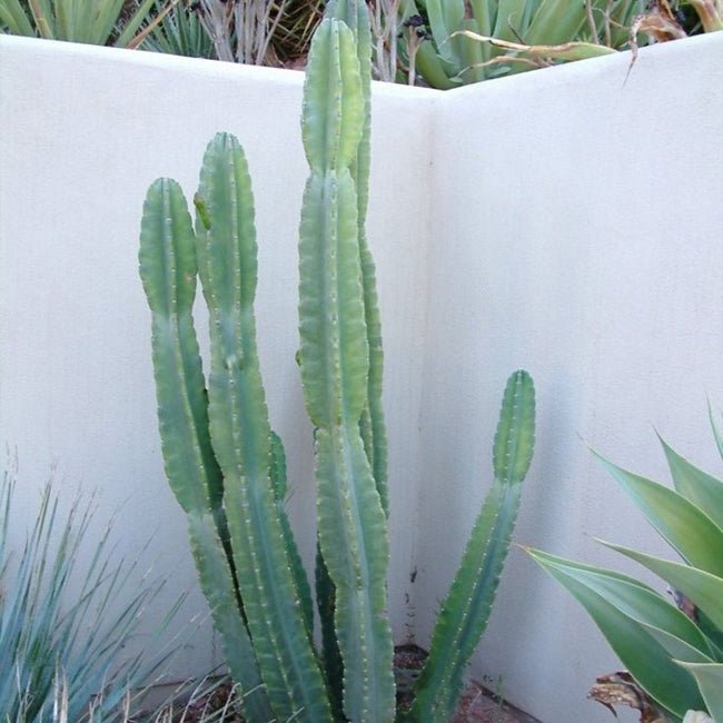 Apple Cactus Orange - Ladybird Nursery