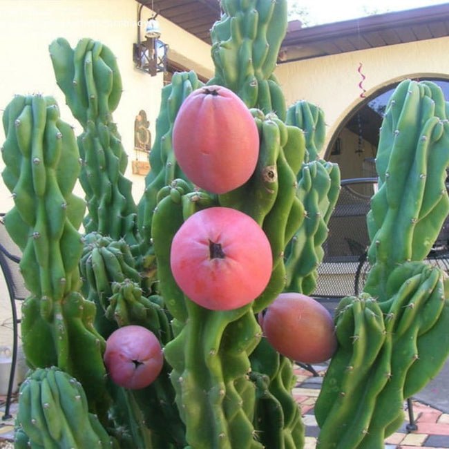 Apple Cactus Orange - Ladybird Nursery