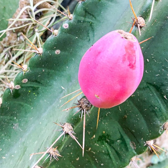 Apple Cactus Pink - Ladybird Nursery