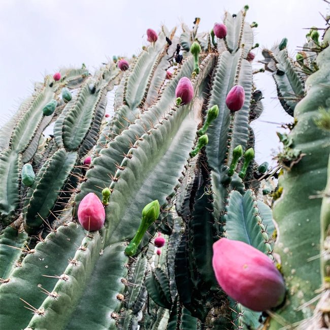 Apple Cactus Pink - Ladybird Nursery