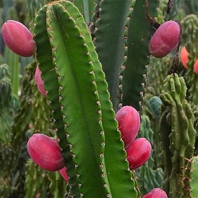 Apple Cactus Pink - Ladybird Nursery