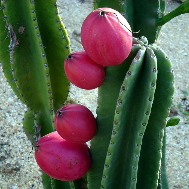 Apple Cactus Pink