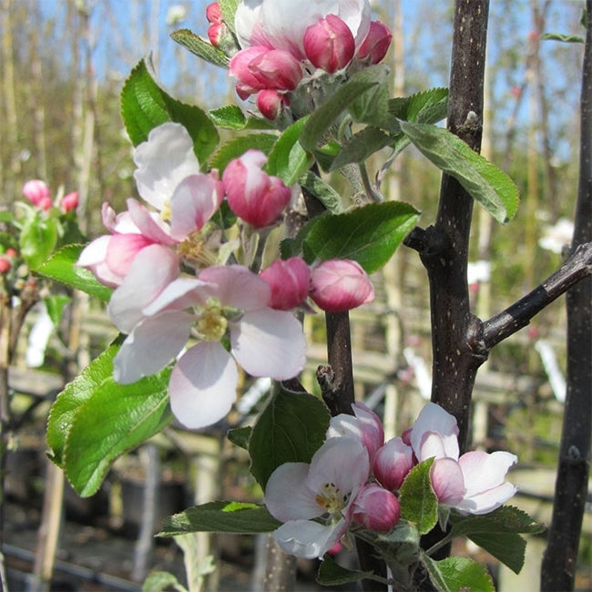 Apple  Cox Orange Pippin