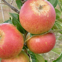 Apple Cox Orange Pippin - Ladybird Nursery