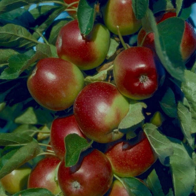 Apple Flamenco Ballerina - Ladybird Nursery