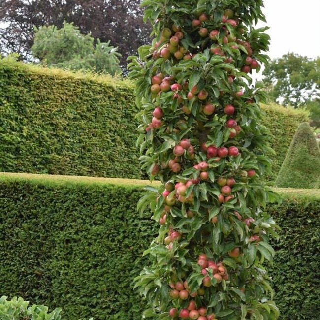 Apple Flamenco Ballerina - Ladybird Nursery