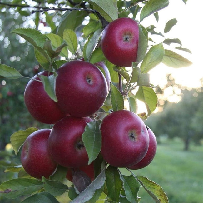 Apple  Flamenco Ballerina