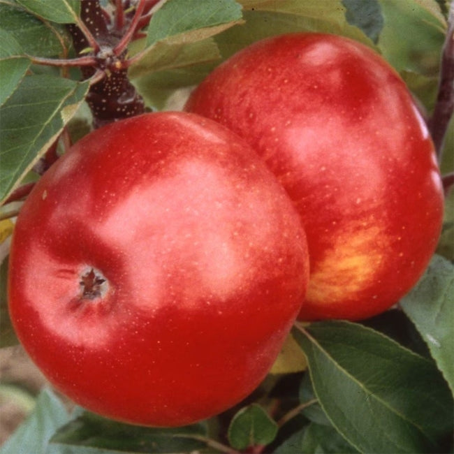 Apple  Flamenco Ballerina