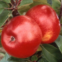 Apple Flamenco Ballerina - Ladybird Nursery