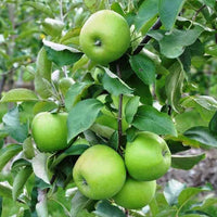 Dwarf Apple 'Granny Smith'