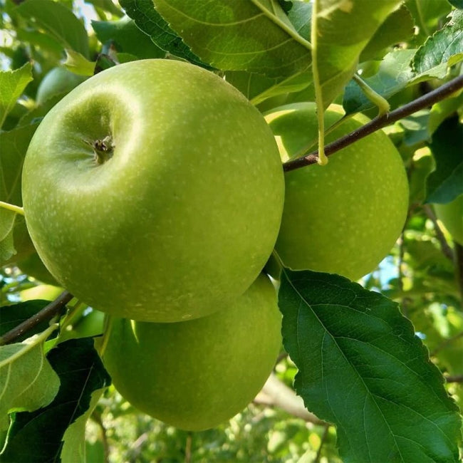 Apple 'Granny Smith'