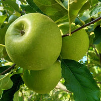 Apple 'Granny Smith'