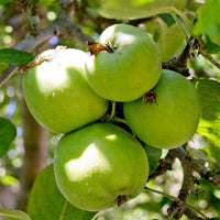 Apple 'Granny Smith'