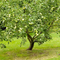 Dwarf Apple 'Granny Smith' (Medium Size) - Ladybird Nursery