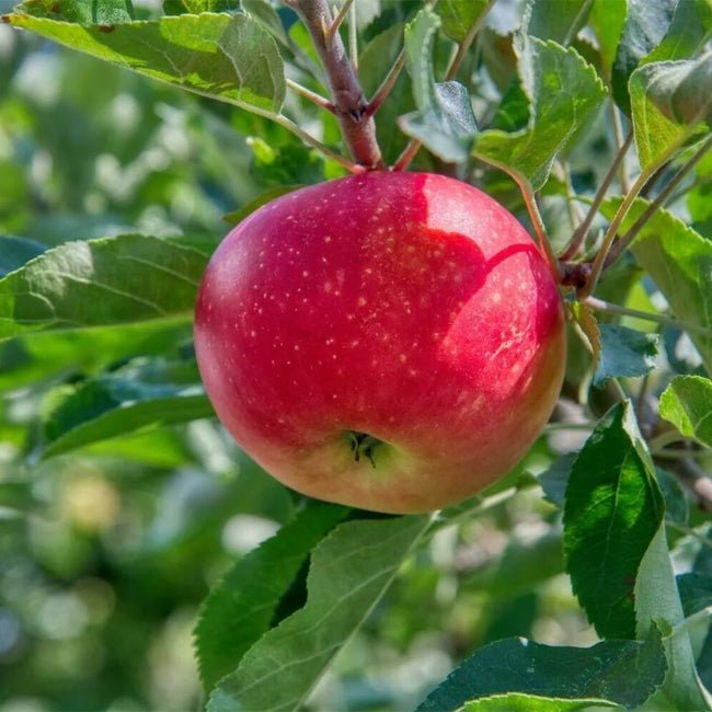 Apple Red Fuji - Ladybird Nursery