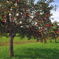 Apple Red Fuji - Ladybird Nursery