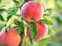 Dwarf Tropic Sweet Apple