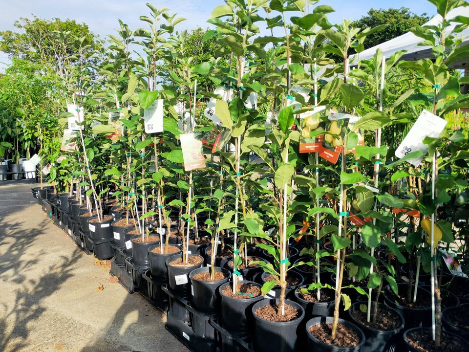 Dwarf Tropic Sweet Apple