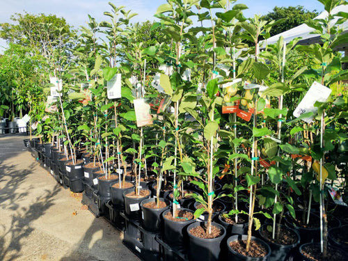 Dwarf Tropic Sweet Apple - Ladybird Nursery