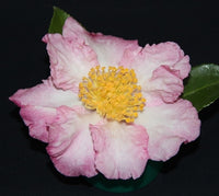 Sasanqua Camellia Paradise Diana (Camellia sasanqua)