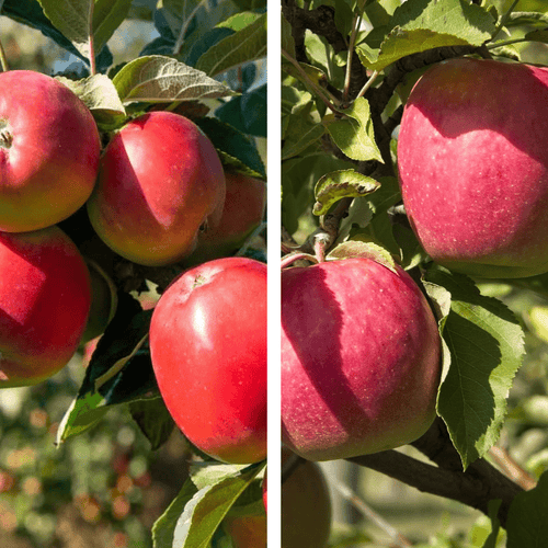 2 - Way Apple 'Gala + Pink Lady' - Ladybird Nursery
