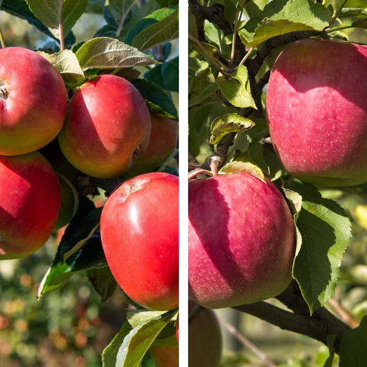 Close-up view of ripe apples growing on the 2-Way Apple 'Gala + Pink Lady' tree in natural sunlight outdoors