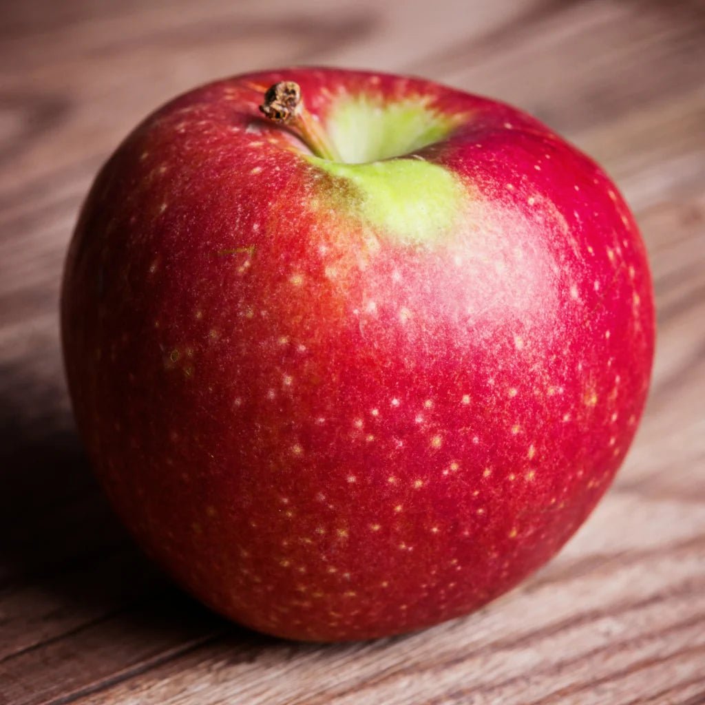Super Dwarf Apple 'Sundowner' - Ladybird Nursery