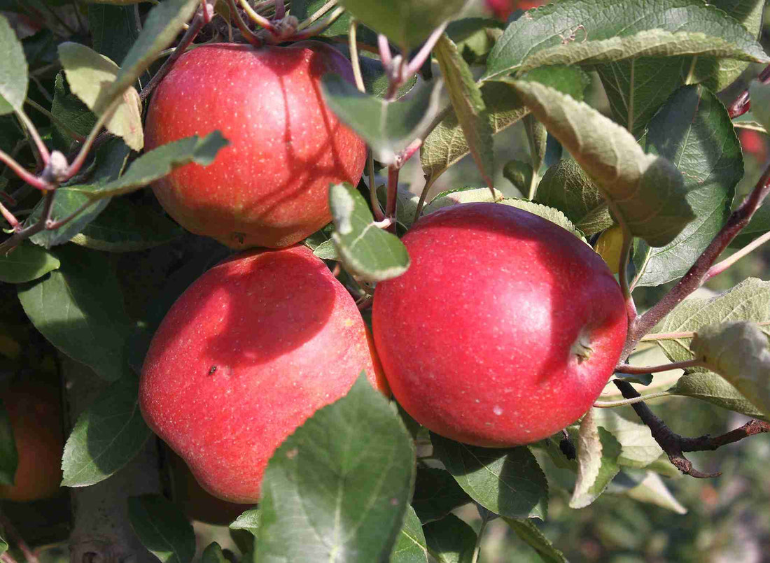 Super Dwarf Apple 'Sundowner' - Ladybird Nursery