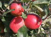 Super Dwarf Apple 'Sundowner' - Ladybird Nursery