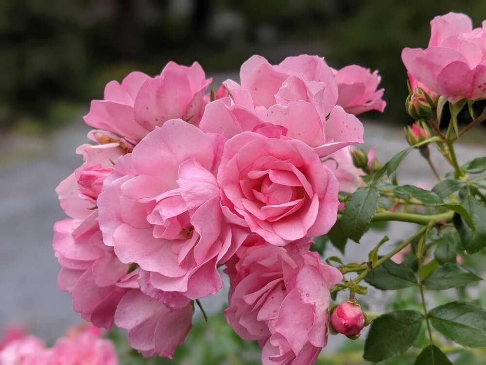 Rose Flower Carpet Appleblossom (Rosa) - Ladybird Nursery