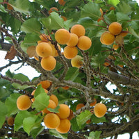 Apricot Sal