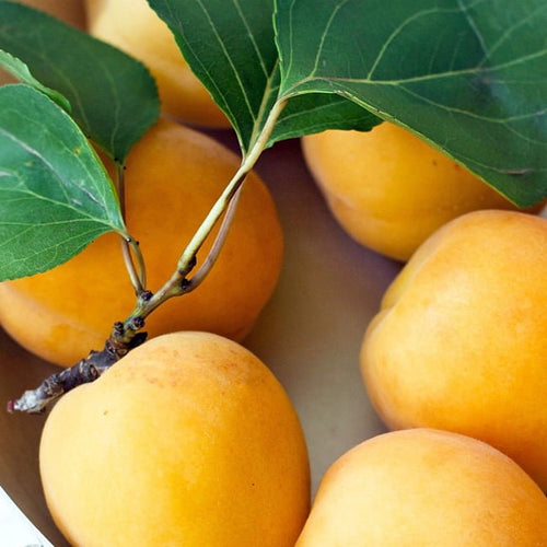 Apricot Sal - Ladybird Nursery