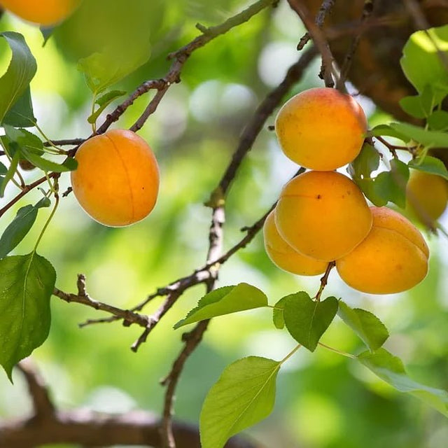 Apricot 'Divinity' Fruit Tree – Buy Now! – Ladybird Nursery