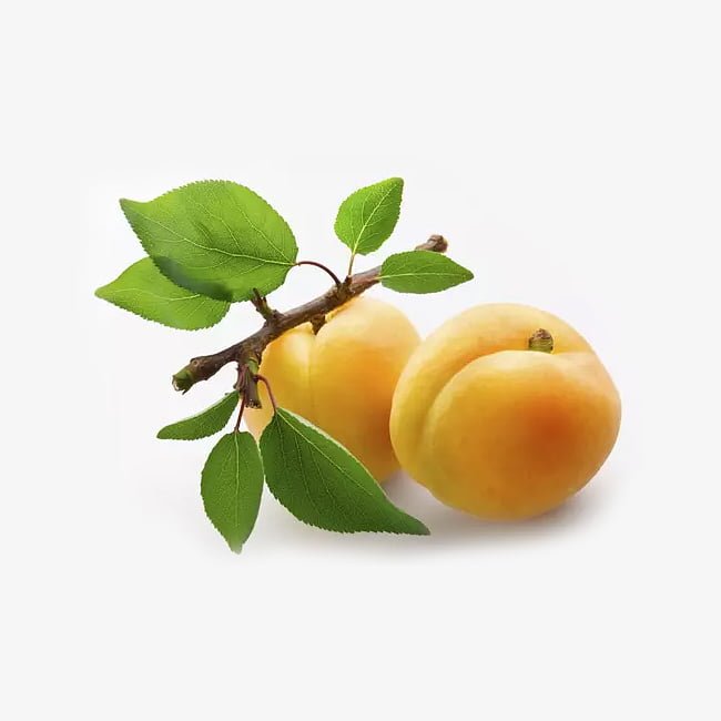 Apricot 'Divinity' - Ladybird Nursery