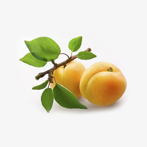 Apricot 'Divinity' - Ladybird Nursery