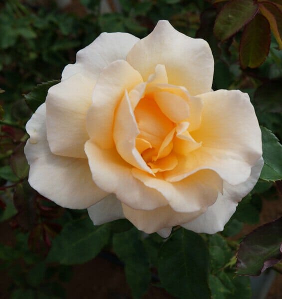 Rose Apricot Nectar 2 ft Standards (Rosa) - Ladybird Nursery