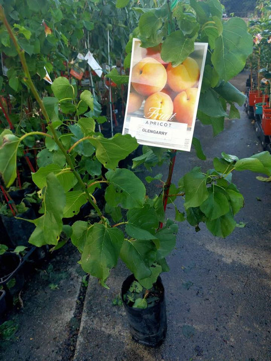 Apricot 'Glengarry' Fruit Tree – Buy Now! – Ladybird Nursery