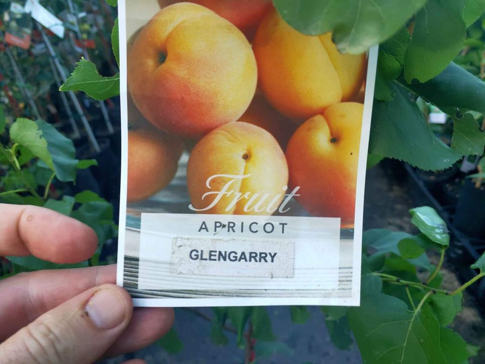 Apricot 'Glengarry'