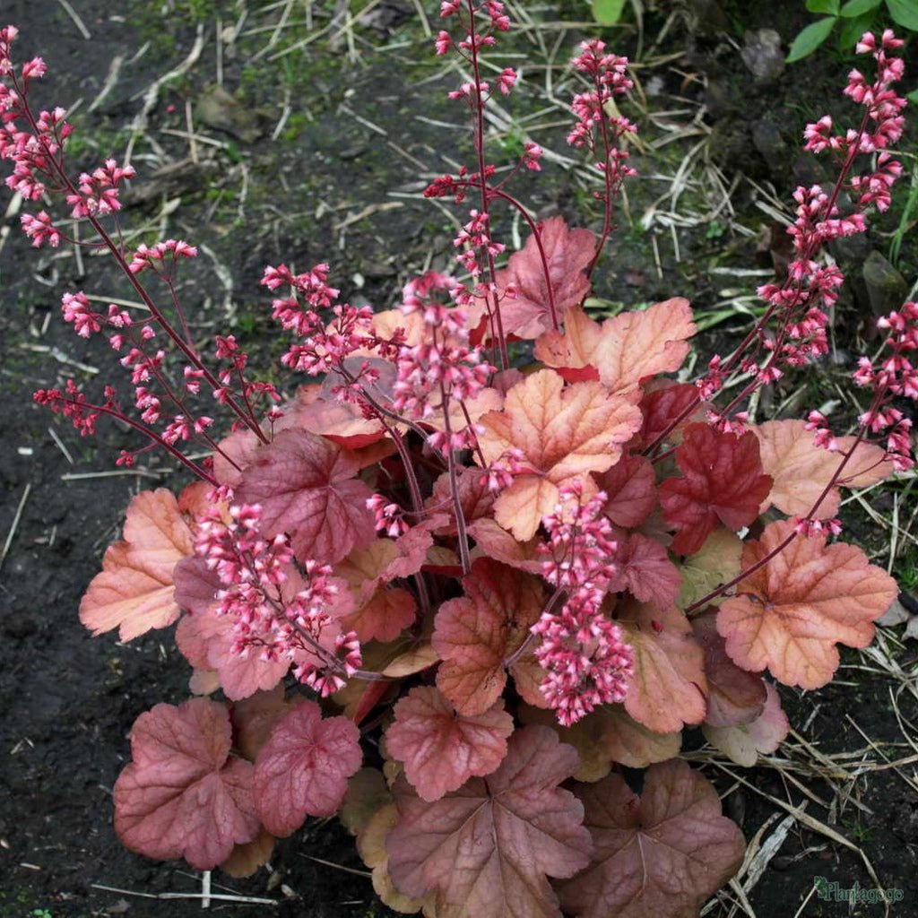 Heuchera Apricot (Heuchera spp.) - Ladybird Nursery