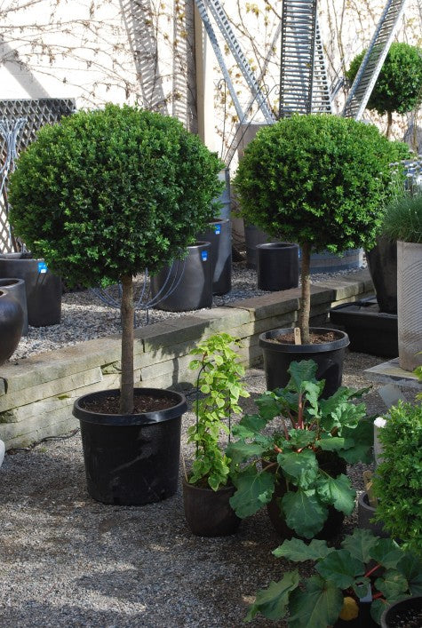 Common Box English Topiary Standards (Buxus sempervirens)