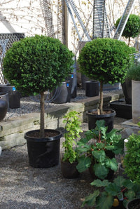 Common Box English Topiary Standards (Buxus sempervirens)