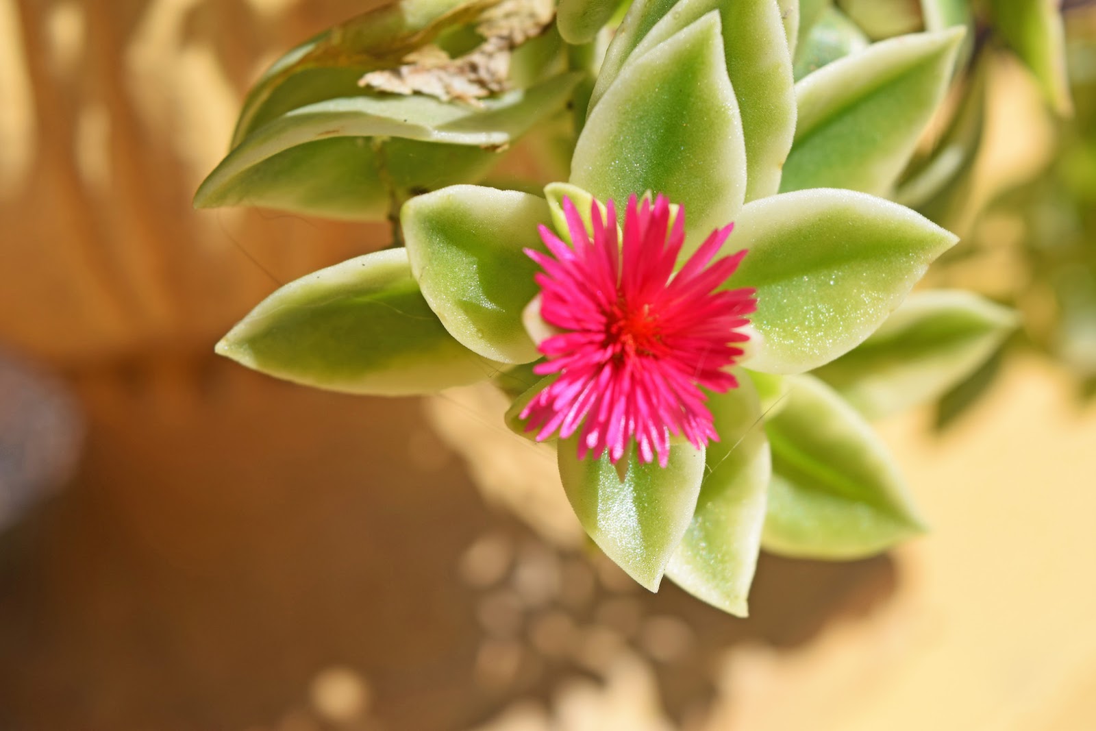 Yellow Heartleaf Ice Plant (Aptenia cordifolia)
