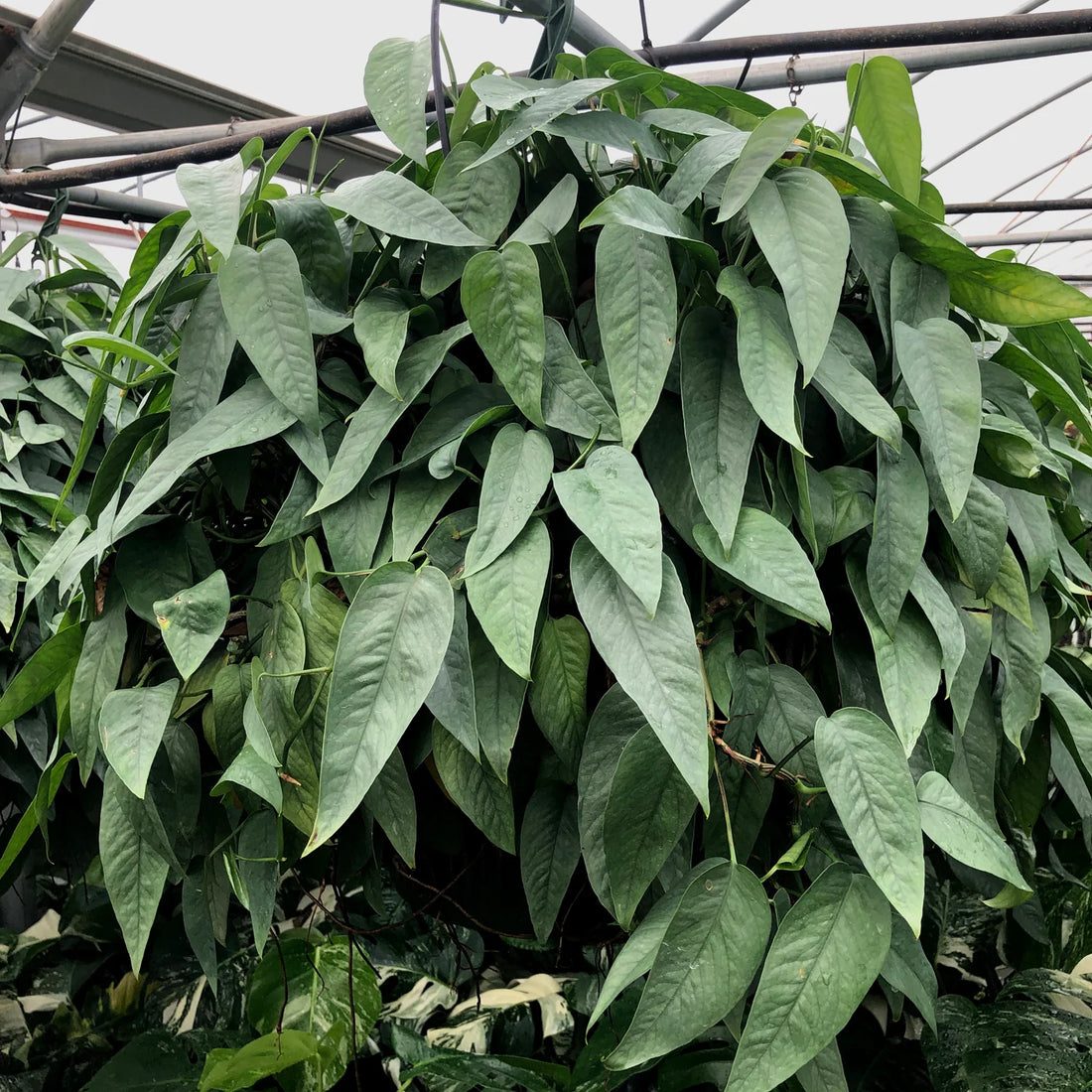 Pothos Cebu Blue (Epipremnum pinnatum) - Ladybird Nursery