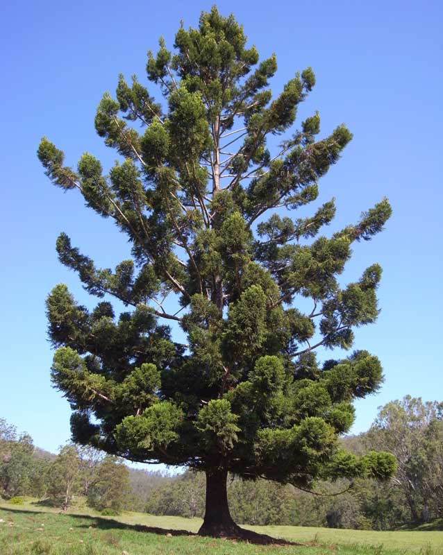 Hoop Pine (Araucaria cunninghamii)