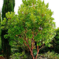 Strawberry Tree (Arbutus unedo) - Ladybird Nursery