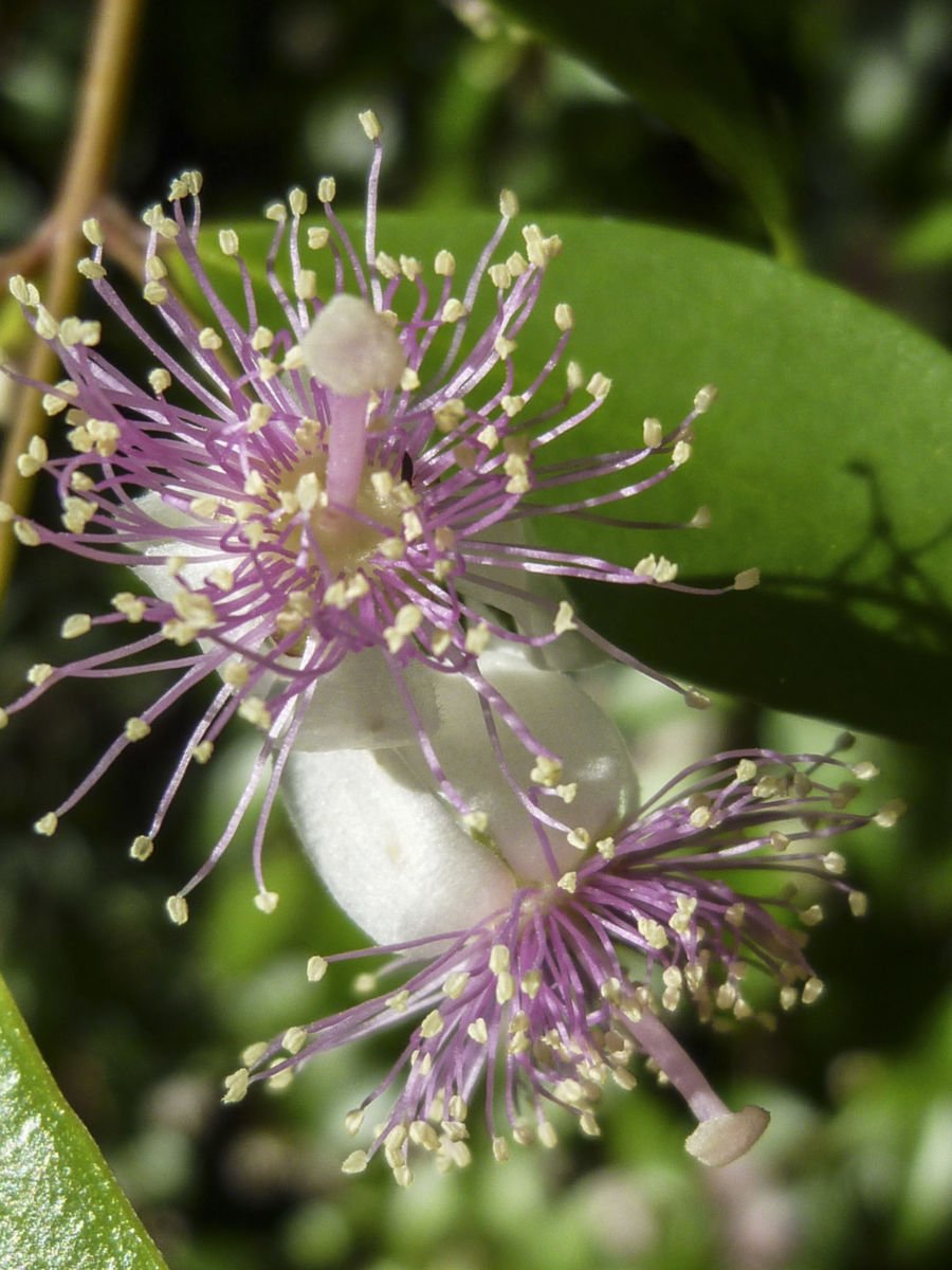 Beckler's Myrtle (Archirhodomyrtus beckleri) - Ladybird Nursery