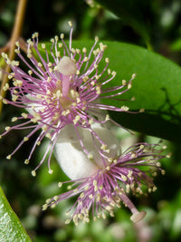 Beckler's Myrtle (Archirhodomyrtus beckleri)