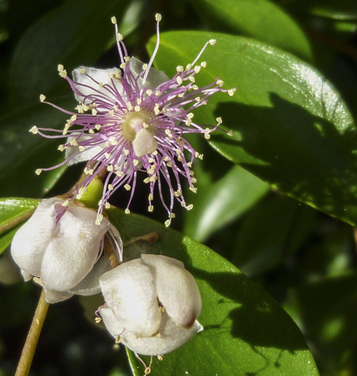 Beckler's Myrtle (Archirhodomyrtus beckleri) - Ladybird Nursery