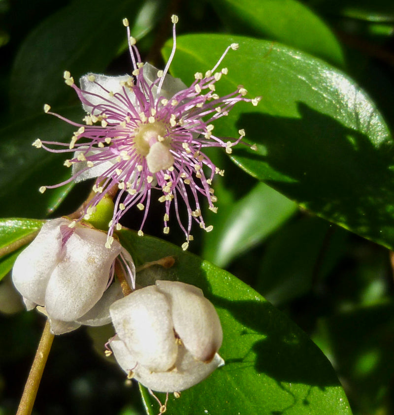 Beckler's Myrtle (Archirhodomyrtus beckleri)